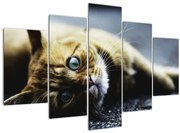 Tablou cu pisica (150x105 cm)