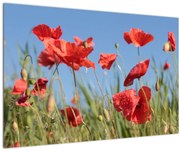 Tablou - Maci (90x60 cm)