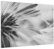 Tablou - Păpădie (70x50 cm)