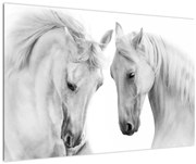 Tabou - Cai albi (90x60 cm)