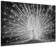 Tablou - Păun alb (90x60 cm)