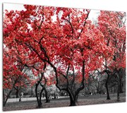 Tablou pe sticlă - Copacii roșii, Central Park, New York (70x50 cm)