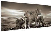 Tablou cu leii alb negri (120x50 cm)