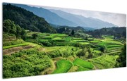 Tablou cu câmp de orez (120x50 cm)