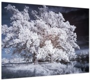 Tablou pe sticlă - Albă ca Zăpada Copac (70x50 cm)