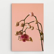 Tablou Canvas, 20x30cm, Dormitor si Living, Flori, Orhidee, Orchids On Pink