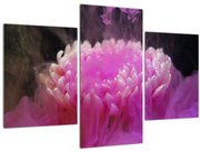 Tablou cu floare în fum roz (90x60 cm)