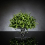 Aranjament floral mic decor festiv design LUX, ALZATA EUCALYPTUS 1141967.60