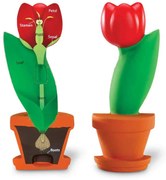 MODEL DE SECTIUNE A FLORII (LER1905)