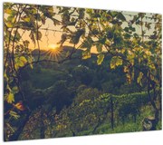 Tablou - Podgorii (70x50 cm)