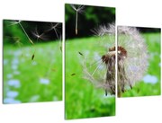 Tablou cu păpădie (90x60 cm)