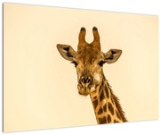 Tablou cu girafe (90x60 cm)