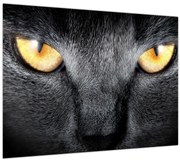Tablou pe sticlă - Close up portret de o pisică (70x50 cm)
