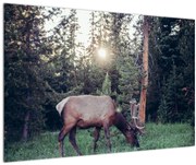 Tablou - Elan în poiană (90x60 cm)