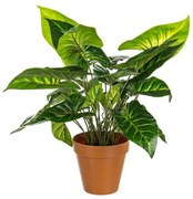 Plantă Caladium Verde în vază cu 30 frunze H45cm, Bizzotto