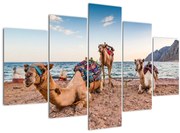 Tablou cu cămile (150x105 cm)