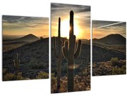Tablou - cactușii la soare (90x60 cm)