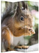 Paravan - Veverița (126x170 cm)