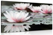 Tablou floare de lotus