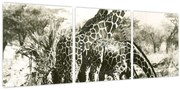 Tablou - Girafe, de epocă (cu ceas) (90x30 cm)