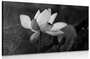 Tablou floare de lotus fină alb-negru