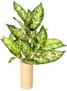 Dieffenbachia artificială verde, 45 cm