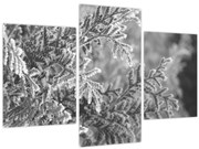 Tablou - Pădure de molid (90x60 cm)