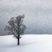 Fotografie LONELY TREE Idyllic Winterlandscape, Melanie Viola