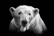 Fotografie Polar bear on black, © Christian Meermann