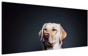 Tablou cu labrador (120x50 cm), în 40 de alte dimensiuni noi