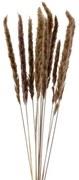 Pampas natural 70 cm