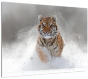 Tablou cutigru fugind prin zăpadă (70x50 cm)
