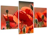 Tablou cu flori de maci (90x60 cm)