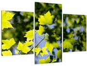 Tablou - frunze de arțar (90x60 cm)