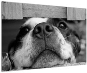 Tablou cu câine (90x60 cm)