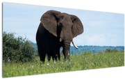 Tablou cu elefant (120x50 cm), în 40 de alte dimensiuni noi