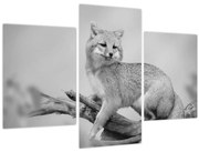 Tablou - Vulpe gri (90x60 cm)