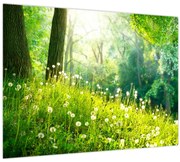 Tablou pe sticlă - Pajiște magică plină de păpădii (70x50 cm)