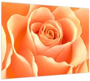 Tablou - Imaginea- Trandafiri, culoarea caisei (70x50 cm)