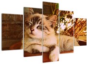 Tablou cu pisica în ghiveci (150x105 cm)