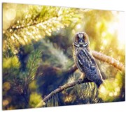 Tablou - Bufniță în copac (70x50 cm)