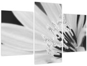 Tablou - Floare albă și neagră (90x60 cm)