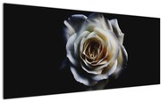Tablou cu trandafir alb (120x50 cm)