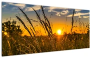 Tablou cu câmp în apus de soare (120x50 cm)