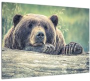 Tablou cu urs (70x50 cm)