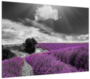 Tablou cu câp de lavanda (70x50 cm), în 40 de alte dimensiuni noi