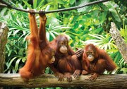 Fototapet - Orangutanii în junglă (254x184 cm)