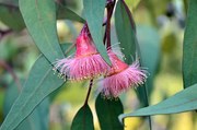 Fotografie Pink gum tree (Corymbia) blossoms, KarenHBlack