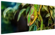 Tablou cu cameleon (120x50 cm)