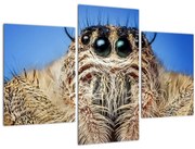 Tablou cu detalii a unui pâianjen (90x60 cm)